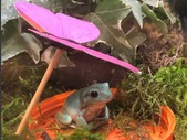 two white tree frogs with bioactive terarrium 