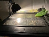 two white tree frogs with bioactive terarrium 
