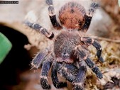Looking for female tarantulas and jumping spiders!