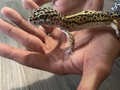 High Quality Leopard geckos purchased from geckopia and Toronto Gecko Co
