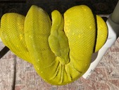 High Yellow Aru - Male (2012)