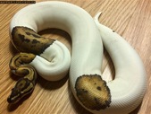 Female pied ball python for sale