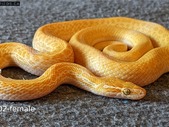 Yearling Albino African House Snakes