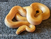 Yearling Albino African House Snakes