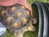1.1 Sulcata Tortoise 