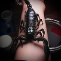 Malaysian Forest Scorpion 