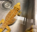 Bearded dragon for sale along with custom made terrariums and stand 