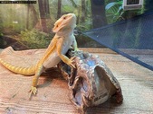 Bearded dragon for sale along with custom made terrariums and stand 