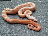 2022 Male Sunglow Motley
