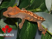 Harlequin Crested Geckos