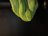 Green Tree Python Pair