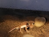Levis levis knobtail gecko 