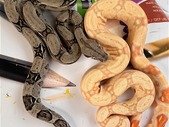 Boa Morphs Available (IMG, Albino, Anery & More!)