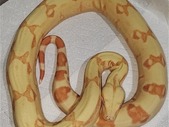 2021 Male Sunglow het Anery (Moonglow) BCI 25% BCC Boa
