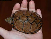 Looking for female Razorback musk turtle