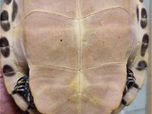 Female Peninsula River Cooter Turtle