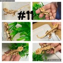 Various Crested Geckos