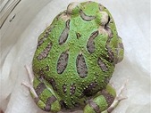 Canadian produced Mutant Gene Green Pacman frogs