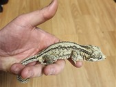 Gargoyle Gecko For Sale