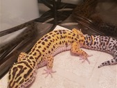 Leopard gecko and all the accessories ready to go. two tanks