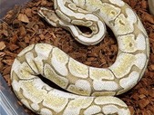 A few 1400g+ animals I have available 