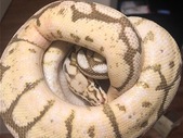 adult ball Python