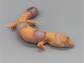 African Fat Tail - Male Amel (AFT-H2-20)