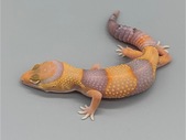 African Fat Tail - Male Amel (AFT-H2-20)