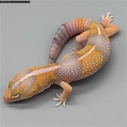African Fat Tail - Male Striped Amel (AFT-H4-20)