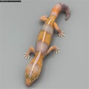 African Fat Tail - Male Striped Amel (AFT-H5-20)