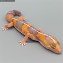 African Fat Tail - Female Striped Amel (AFT-H25-20)
