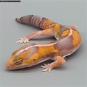 African Fat Tail - Female Striped Amel (AFT-H26-20)