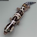 African Fat Tail - TSF Striped White Out (AFT-H15-20)