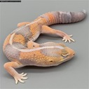 African Fat Tail - Male Striped Amel (AFT-H30-20)