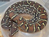 Angolan Pythons