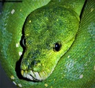 Aru Type Green Tree Pythons
