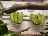 Aru Type Green Tree Pythons