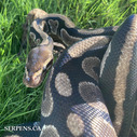 Available Boas and Pythons