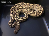 Available Pythons and Boas
