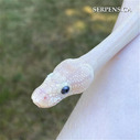 Available Pythons and Boas