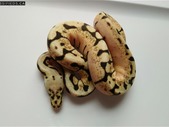 Baby ball pythons