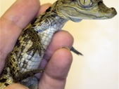 Baby Spectacled Caimans