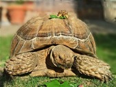 Baby Sulcata (African spurred) tortoise