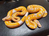 Ball Python Availability (Dreamsicle and Clown Pied projects)