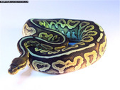 Ball pythons for sale younger and adults PB
