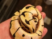 Ball pythons. Bumble bee. spider. normal. pastel 