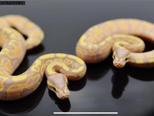 Banana Yellow Belly 100% Green Ghost 
