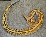 Bangka Island Blood Pythons