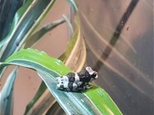 Beautiful baby milk frogs at The Inspired Frog 