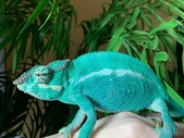 Beautiful Chameleons for sale